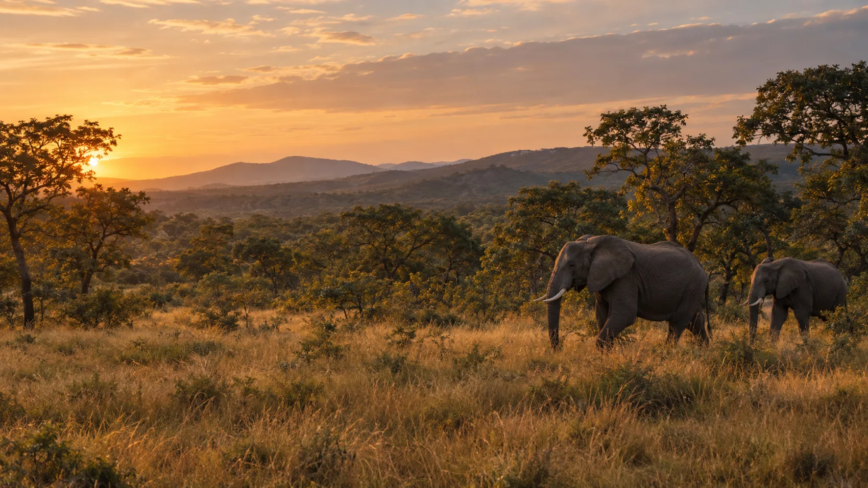 Elephants in woodland